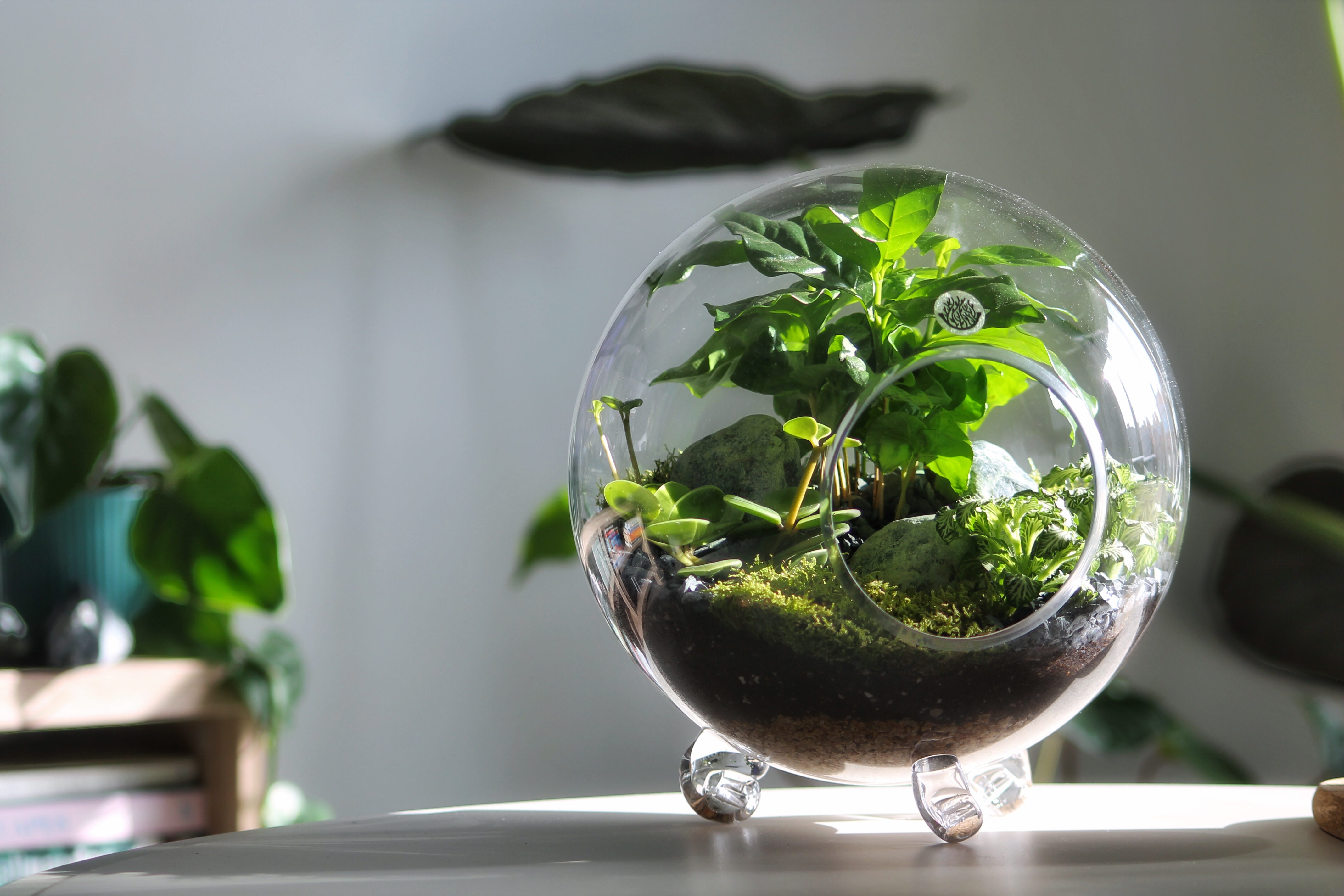 فن التيراريوم .. أبدع في تصميم أحواض زجاجية للنباتات